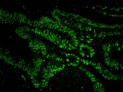 USP7 Polyclonal Antibody, Bethyl Laboratories 10 &mu;L; Unconjugated:Antibodies,