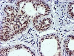 USP7 Mouse anti-Human, Clone: OTI1F12, lyophilized, TrueMAB 100 &mu;g;