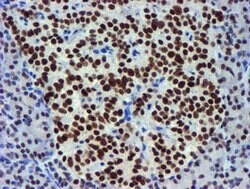 USP7 Mouse anti-Human, Clone: OTI1F12, lyophilized, TrueMAB 100 &mu;g;