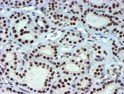 USP7 Mouse anti-Human, Clone: OTI1F12, lyophilized, TrueMAB 100 &mu;g;