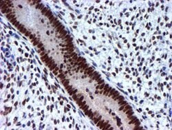 USP7 Mouse anti-Human, Clone: OTI1F12, lyophilized, TrueMAB 100 &mu;g;