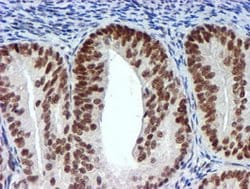 USP7 Mouse anti-Human, Clone: OTI1F12, lyophilized, TrueMAB 100 &mu;g;