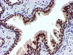 USP7 Mouse anti-Human, Clone: OTI1F12, lyophilized, TrueMAB 100 &mu;g;