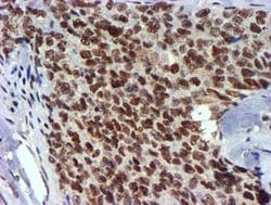 USP7 Mouse anti-Human, Clone: OTI1F12, lyophilized, TrueMAB 100 &mu;g;