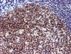 USP7 Mouse anti-Human, Clone: OTI1F12, lyophilized, TrueMAB 100 &mu;g;