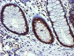 USP7 Mouse anti-Human, Clone: OTI1F12, lyophilized, TrueMAB 100 &mu;g;