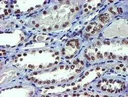 USP7 Mouse anti-Human, Clone: OTI1F12, lyophilized, TrueMAB 100 &mu;g;