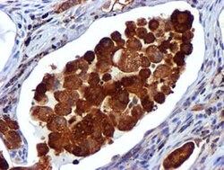 USP7 Mouse anti-Human, Clone: OTI1B2, lyophilized, TrueMAB 100 &mu;g; Unconjugated:Antibodies,