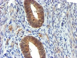 USP7 Mouse anti-Human, Clone: OTI1B2, lyophilized, TrueMAB 100 &mu;g; Unconjugated:Antibodies,
