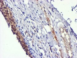 USP7 Mouse anti-Human, Clone: OTI1B2, lyophilized, TrueMAB 100 &mu;g; Unconjugated:Antibodies,