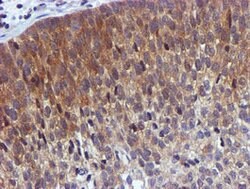 USP7 Mouse anti-Human, Clone: OTI1B2, lyophilized, TrueMAB 100 &mu;g; Unconjugated:Antibodies,
