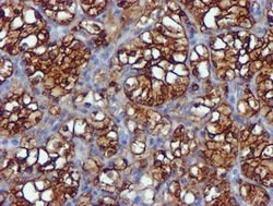 USP7 Mouse anti-Human, Clone: OTI1B2, lyophilized, TrueMAB 100 &mu;g; Unconjugated:Antibodies,