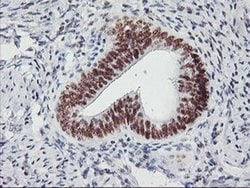 USP7 Monoclonal Antibody (OTI3D3), TrueMAB , OriGene 30 &mu;L; Unconjugated:Antibodies,