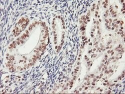USP7 Monoclonal Antibody (OTI3D3), TrueMAB , OriGene:Antibodies:Primary