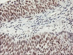 USP7 Monoclonal Antibody (OTI3D3), TrueMAB , OriGene:Antibodies:Primary