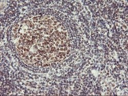 USP7 Monoclonal Antibody (OTI3D3), TrueMAB , OriGene 30 &mu;L; Unconjugated:Antibodies,