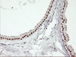 USP7 Mouse anti-Human, Clone: OTI3C1, lyophilized, TrueMAB 100 &mu;g; Unconjugated:Antibodies,