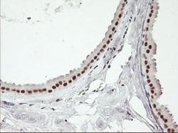 USP7 Monoclonal Antibody (OTI3C1), TrueMAB , OriGene 100 &mu;L; Unconjugated:Antibodies,