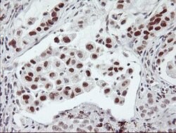 USP7 Mouse anti-Human, Clone: OTI3C1, lyophilized, TrueMAB 100 &mu;g; Unconjugated:Antibodies,