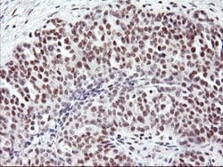USP7 Mouse anti-Human, Clone: OTI3C1, lyophilized, TrueMAB 100 &mu;g; Unconjugated:Antibodies,