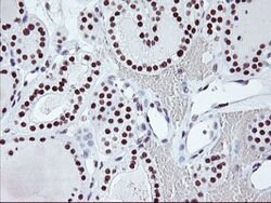 USP7 Mouse anti-Human, Clone: OTI3C1, lyophilized, TrueMAB 100 &mu;g; Unconjugated:Antibodies,