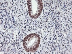USP7 Mouse anti-Human, Clone: OTI3C1, lyophilized, TrueMAB 100 &mu;g; Unconjugated:Antibodies,