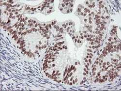 USP7 Monoclonal Antibody (OTI3C1), TrueMAB , OriGene 100 &mu;L; Unconjugated:Antibodies,