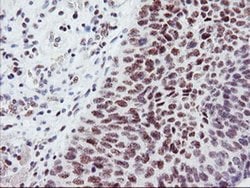 USP7 Monoclonal Antibody (OTI3C1), TrueMAB , OriGene 100 &mu;L; Unconjugated:Antibodies,