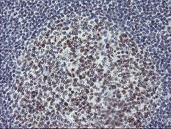 USP7 Monoclonal Antibody (OTI3C1), TrueMAB , OriGene 100 &mu;L; Unconjugated:Antibodies,