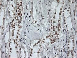 USP7 Mouse anti-Human, Clone: OTI3C1, lyophilized, TrueMAB 100 &mu;g; Unconjugated:Antibodies,