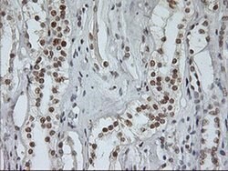 USP7 Monoclonal Antibody (OTI3C1), TrueMAB , OriGene 100 &mu;L; Unconjugated:Antibodies,