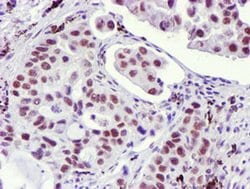 USP7 Monoclonal Antibody (OTI3C7), TrueMAB , OriGene 100 &mu;L; Unconjugated:Antibodies,