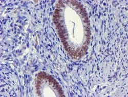 USP7 Monoclonal Antibody (OTI3C7), TrueMAB , OriGene 100 &mu;L; Unconjugated:Antibodies,