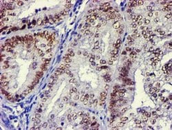 USP7 Monoclonal Antibody (OTI3C7), TrueMAB , OriGene 100 &mu;L; Unconjugated:Antibodies,