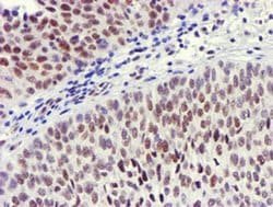 USP7 Monoclonal Antibody (OTI3C7), TrueMAB , OriGene 100 &mu;L; Unconjugated:Antibodies,