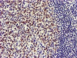 USP7 Monoclonal Antibody (OTI3C7), TrueMAB , OriGene 100 &mu;L; Unconjugated:Antibodies,