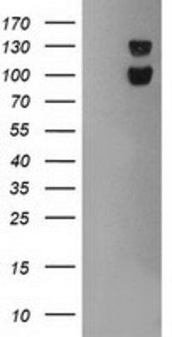 USP7 Mouse anti-Human, Clone: OTI1B2, lyophilized, TrueMAB 100 &mu;g; Unconjugated:Antibodies,