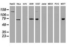 USP7 Mouse anti-Human, Clone: OTI1B2, lyophilized, TrueMAB 100 &mu;g; Unconjugated:Antibodies,