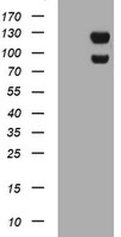 USP7 Monoclonal Antibody (OTI3C1), TrueMAB , OriGene 100 &mu;L; Unconjugated:Antibodies,