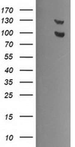 USP7 Monoclonal Antibody (OTI3C7), TrueMAB , OriGene 100 &mu;L; Unconjugated:Antibodies,