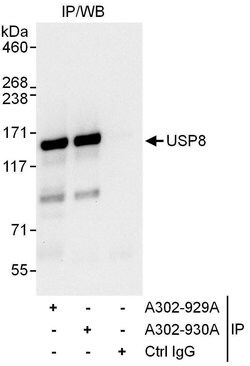 USP8 Rabbit anti-Human, Polyclonal, Bethyl Laboratories 100 &mu;L; Unconjugated:Antibodies,