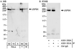 USP9X Rabbit anti-Human, Polyclonal, Bethyl Laboratories 100 &mu;L; Unconjugated:Antibodies,