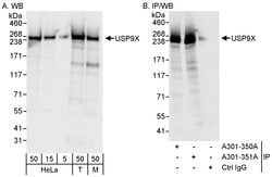 USP9X Rabbit anti-Human, Mouse, Polyclonal, Bethyl Laboratories 100 &mu;L;