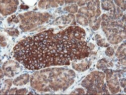 USP9X Mouse anti-Canine, Human, Mouse, Rat, Clone: OTI2G7, liquid, TrueMAB