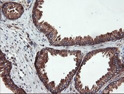 USP9X Mouse anti-Canine, Human, Mouse, Rat, Clone: OTI2G7, lyophilized,