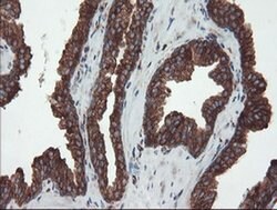 USP9X Mouse anti-Canine, Human, Mouse, Rat, Clone: OTI2G7, liquid, TrueMAB