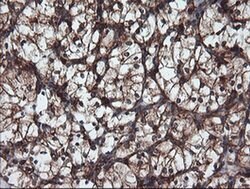 USP9X Mouse anti-Canine, Human, Mouse, Rat, Clone: OTI2G7, liquid, TrueMAB