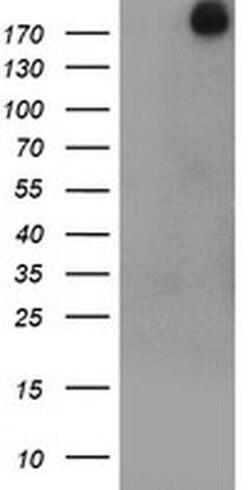 USP9X Monoclonal Antibody (OTI1D7), TrueMAB , OriGene:Antibodies:Primary