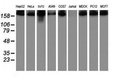 USP9X Monoclonal Antibody (OTI1D7), TrueMAB , OriGene 100 &mu;L; Unconjugated:Antibodies,