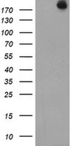 USP9X Monoclonal Antibody (OTI2B4), TrueMAB , OriGene 100 &mu;L; Unconjugated:Antibodies,